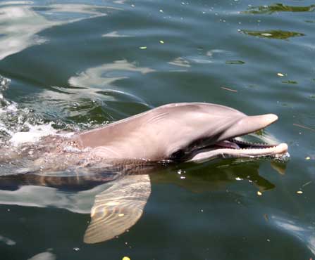 A Dophin visits our house- Villa Romantic Cape Coral